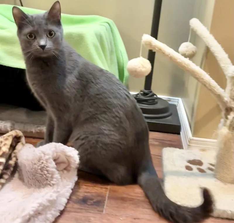 Tyson & Cole thumbnail 3