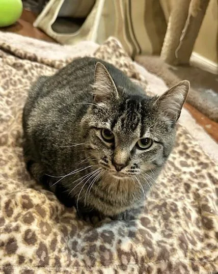 Tyson & Cole thumbnail 4