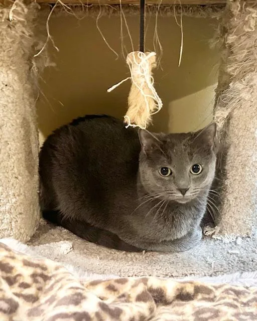 Tyson & Cole thumbnail 5