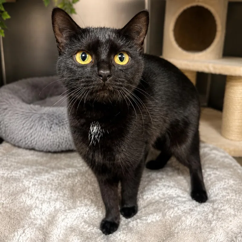 A young small-sized female Black Domestic Short Hair cat named Juniper for adoption in Hopkinton, MA