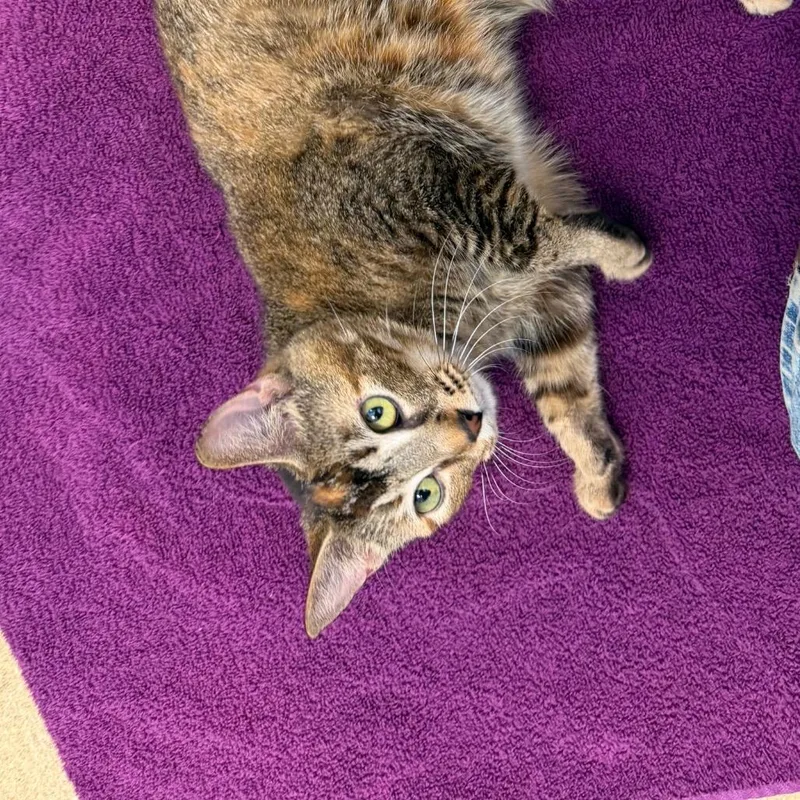 An adult medium-sized female Torbie Domestic Short Hair cat named Harrisburg for adoption in Birdsboro, PA