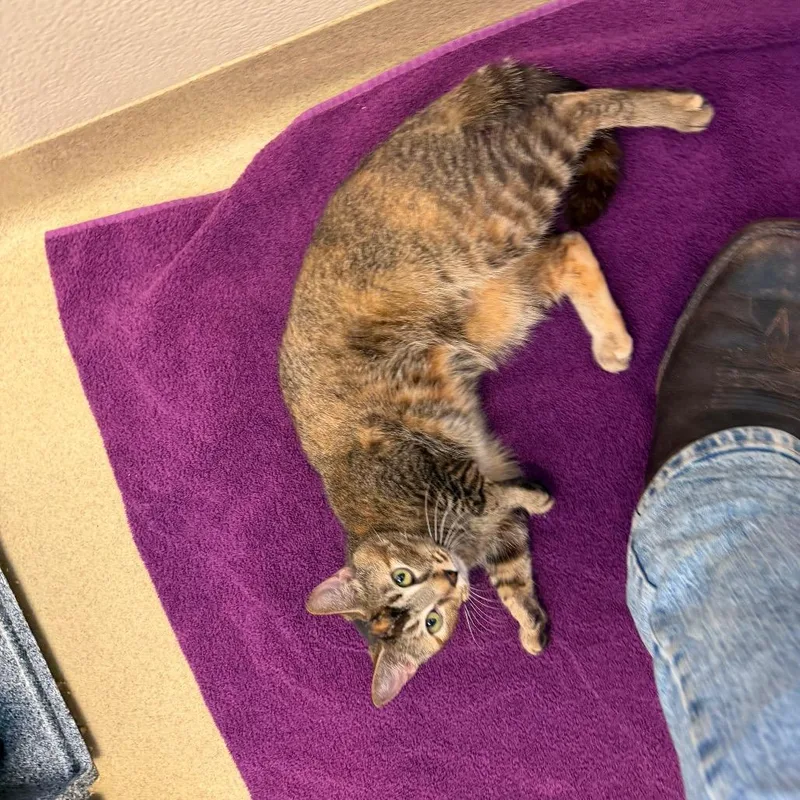 Harrisburg thumbnail 3