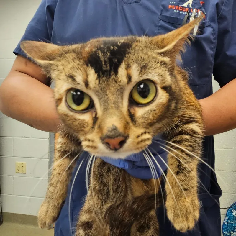 Harrisburg thumbnail 4