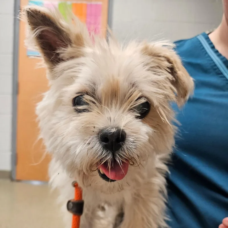 A senior small-sized female Yellow / Tan / Blond / Fawn Terrier dog named Ella for adoption in Birdsboro, PA