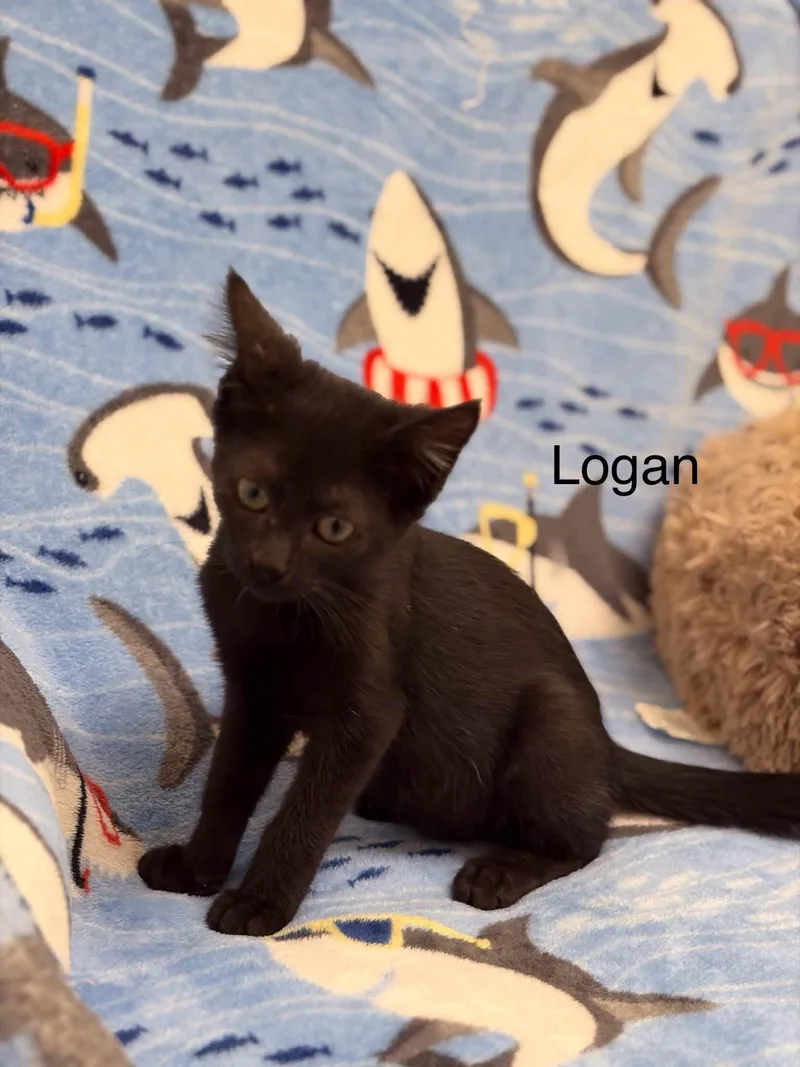 A baby medium-sized male Black Domestic Short Hair cat named Logan for adoption in Port Lavaca, TX