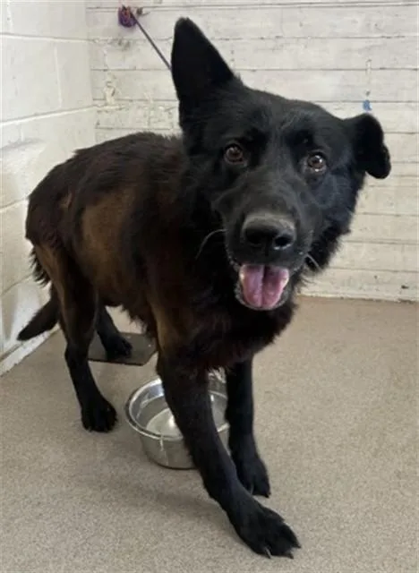 An adult large-sized female German Shepherd Dog dog named Orchid for adoption in San Bernardino, CA