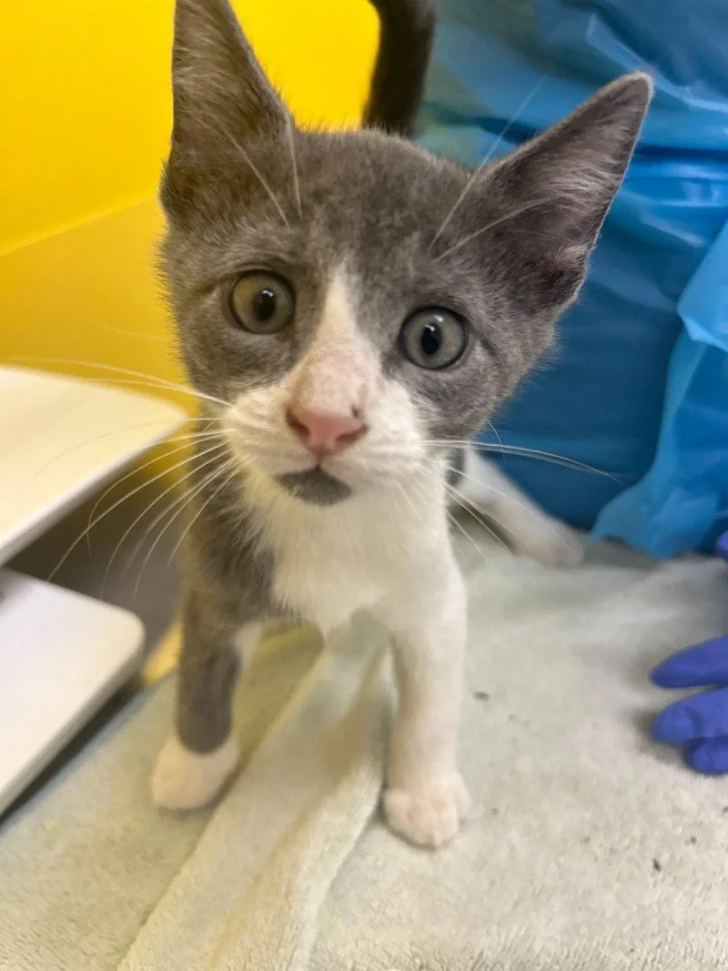 A baby small-sized male Gray / Blue / Silver Domestic Short Hair cat named Cooper for adoption in Raleigh, NC