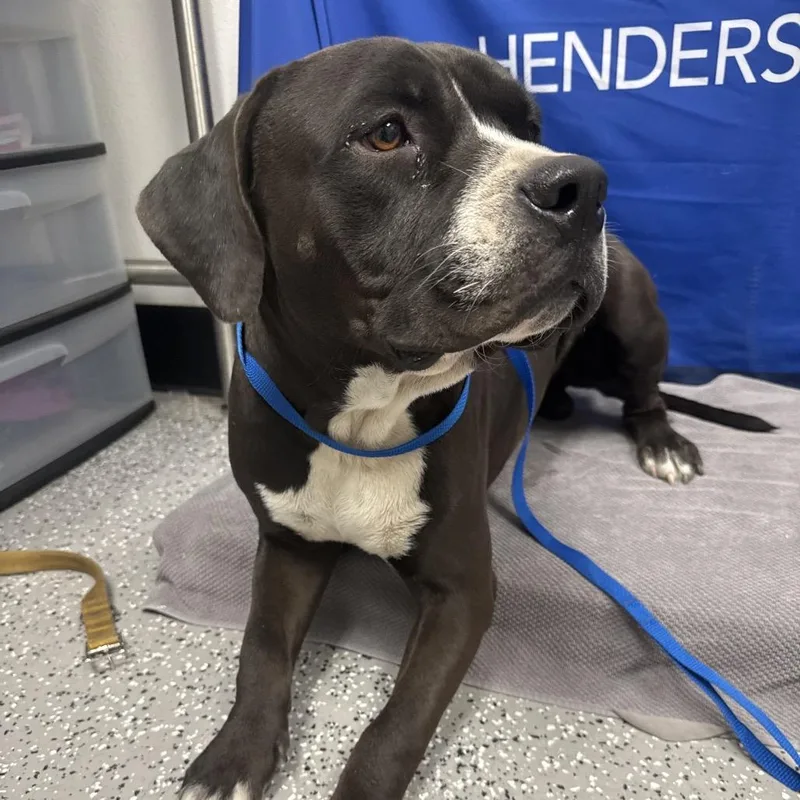 A young medium-sized male Black Pit Bull Terrier dog named Unknown for adoption in Henderson, NV