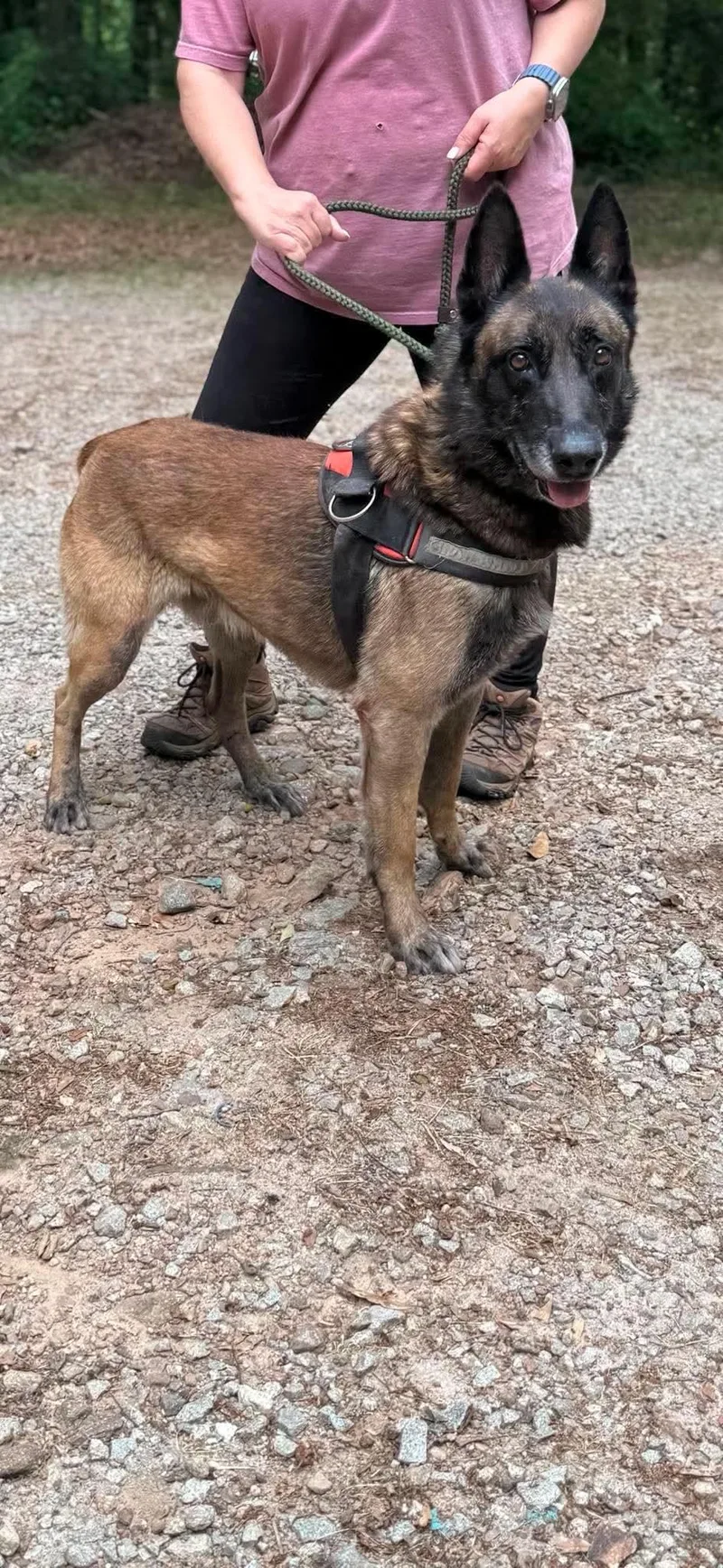 An adult large-sized male Bicolor Belgian Shepherd / Malinois dog named Kanan for adoption in East Haddam, CT