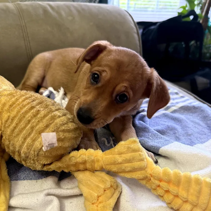 A baby small-sized female Yellow / Tan / Blond / Fawn Corgi dog named Corgi X Female for adoption in Enterprise, AL
