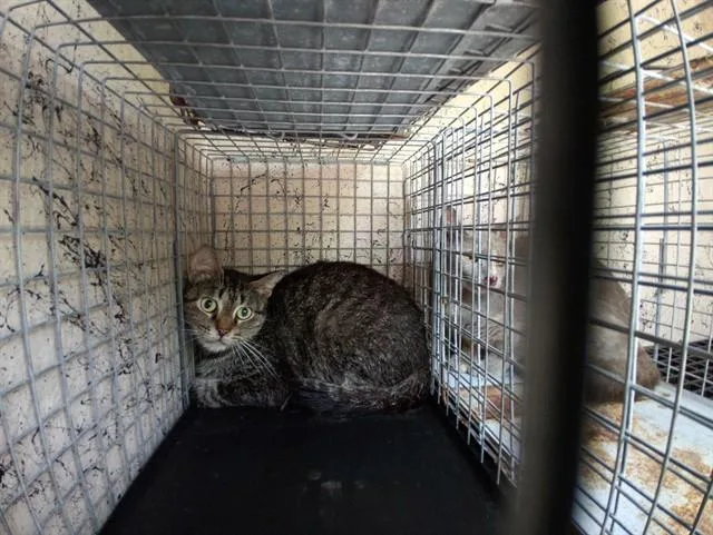 A young small-sized female Domestic Short Hair cat named Stefani for adoption in Fort Lauderdale, FL