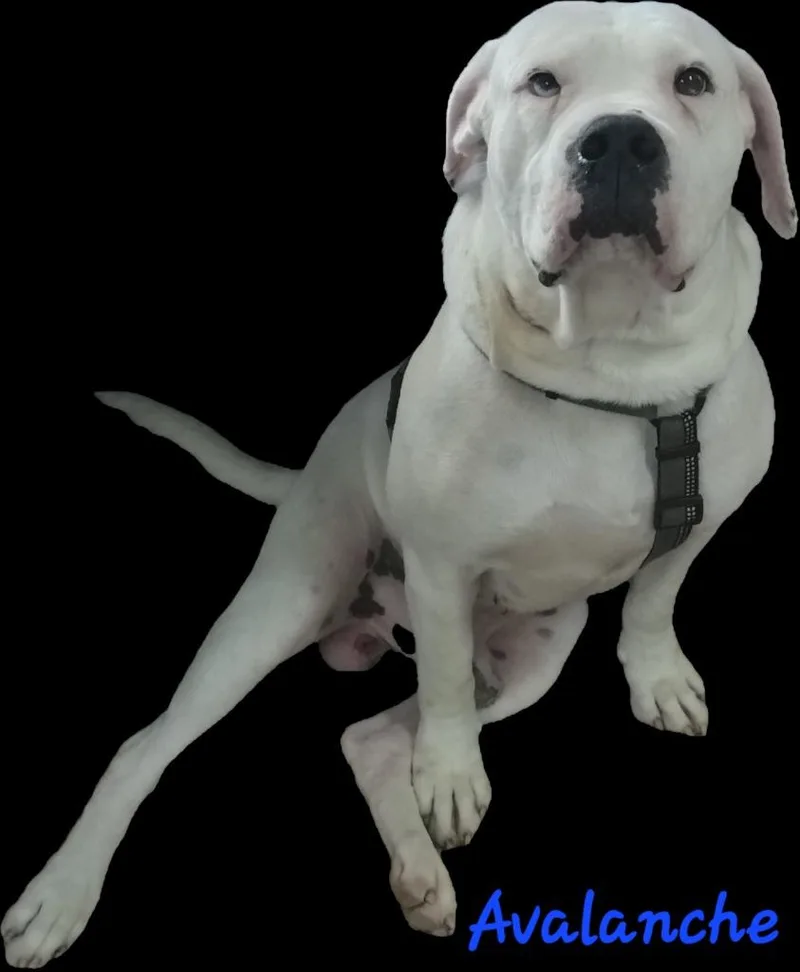 A young medium-sized male Bull Terrier dog named Avalanche for adoption in Marianna, FL