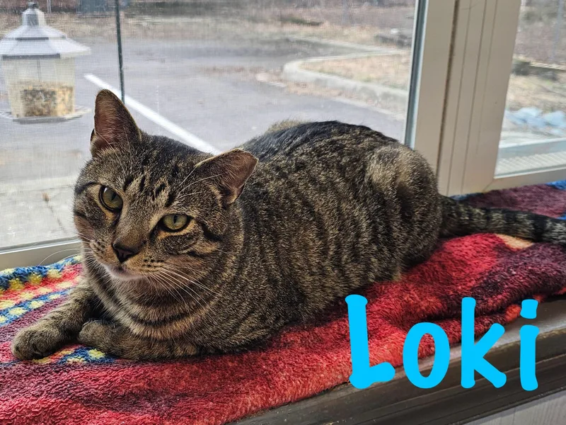 Loki