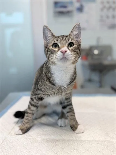 A baby small-sized female Brown / Chocolate Domestic Short Hair cat named Abby for adoption in Tavares, FL