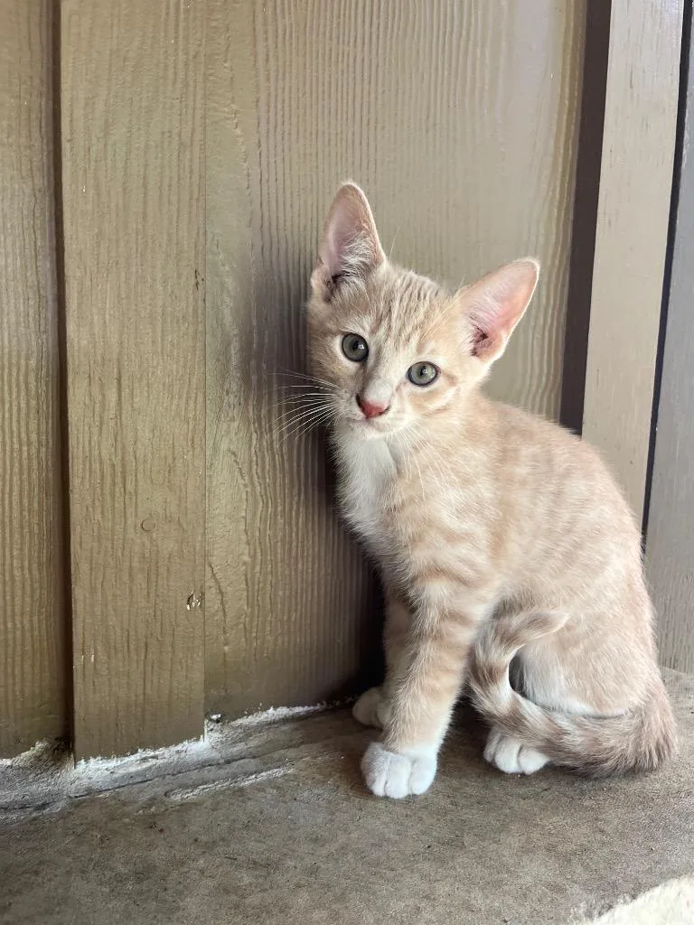 A baby medium-sized male Domestic Short Hair cat named Clover for adoption in San Antonio, TX