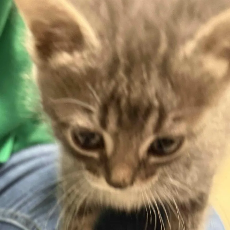 A baby small-sized female Gray / Blue / Silver Domestic Medium Hair cat named Pippin C for adoption in Princeton, MN