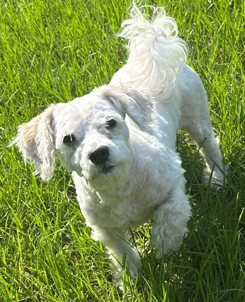 A young small-sized male Maltese dog named Hank for adoption in Meridian, MS