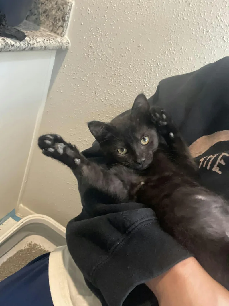 A baby medium-sized male Black Domestic Short Hair cat named Baconator for adoption in Houston, TX