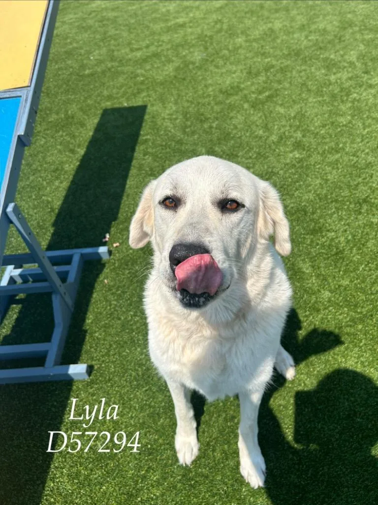 An adult medium-sized female Great Pyrenees dog named Lyla for adoption in Clarksville, TN