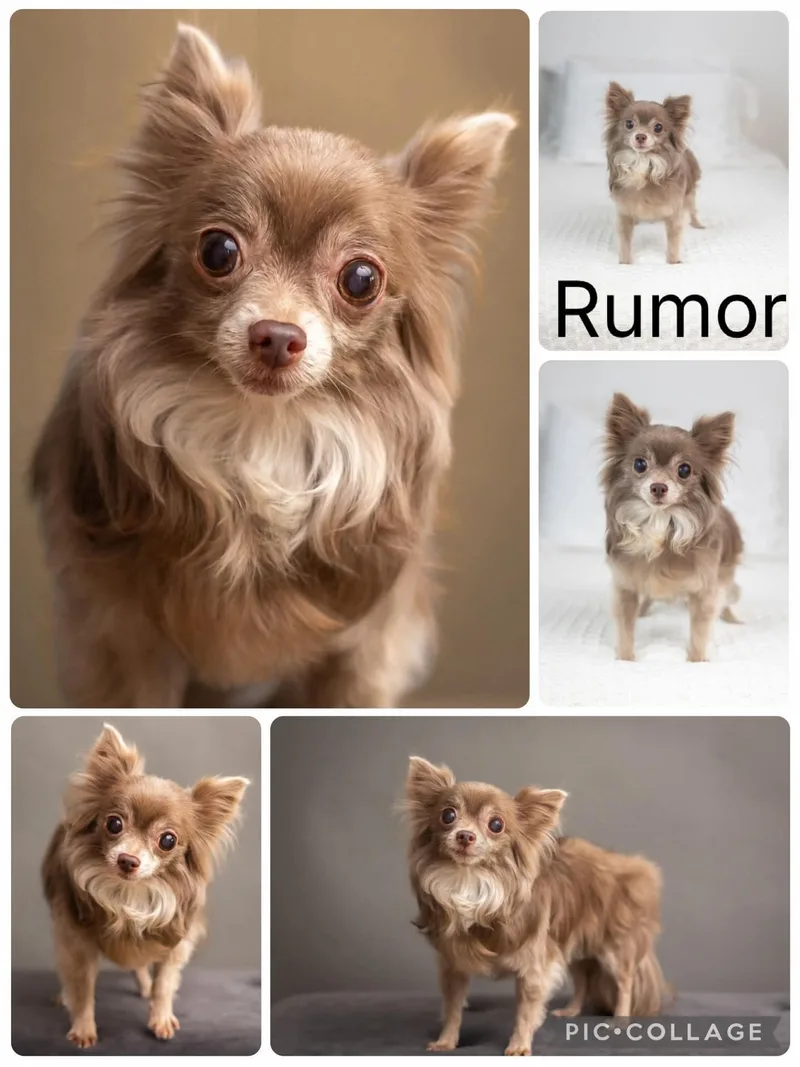 A senior small-sized female White / Cream Chihuahua dog named Rumor for adoption in Enterprise, AL