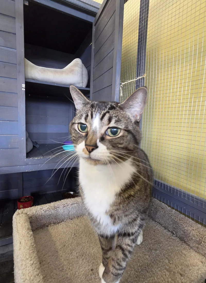 A senior large-sized male Black Domestic Short Hair cat named Gryffon for adoption in Racine, WI