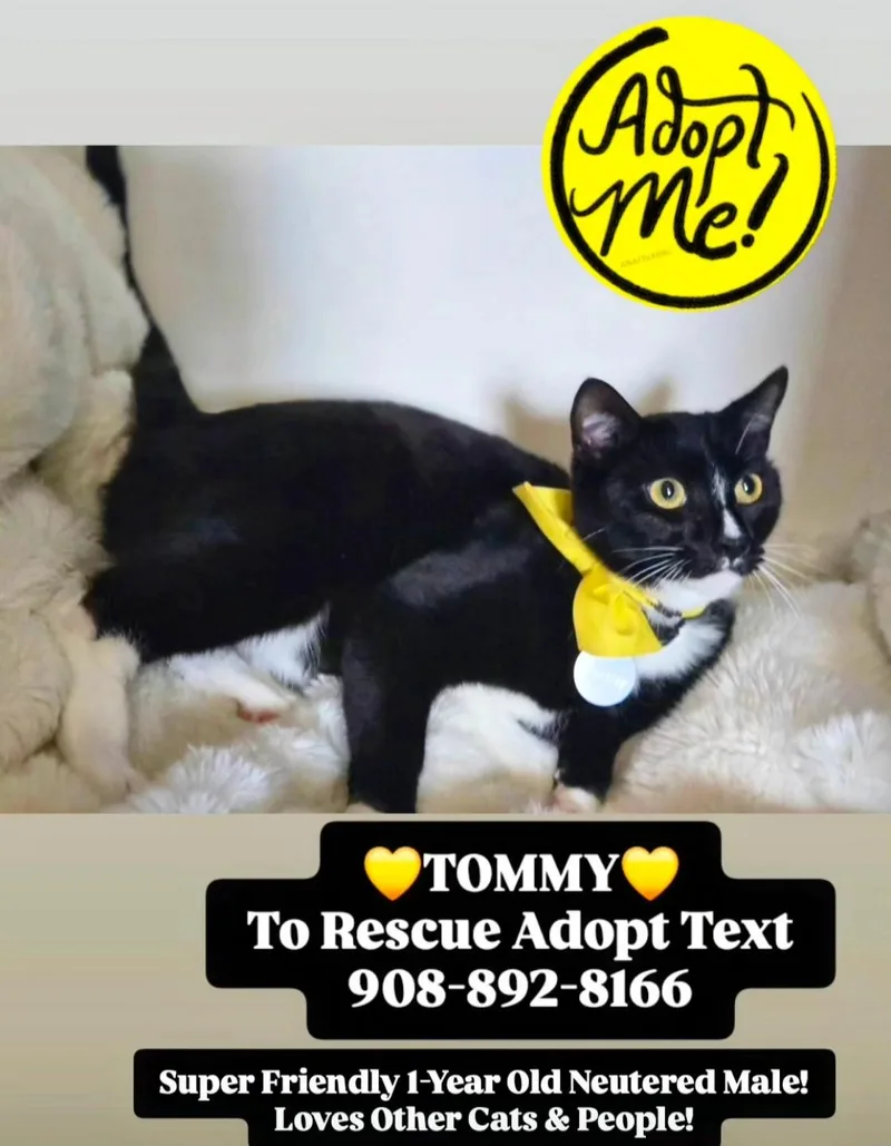 A young medium-sized male Black & White / Tuxedo Domestic Short Hair cat named Tommy for adoption in Bridgewater, NJ