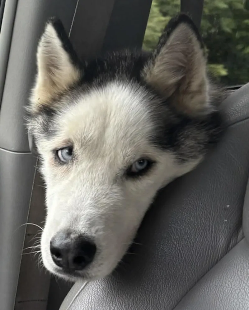 An adult medium-sized male Gray / Blue / Silver Husky dog named Woofie for adoption in Watertown, CT