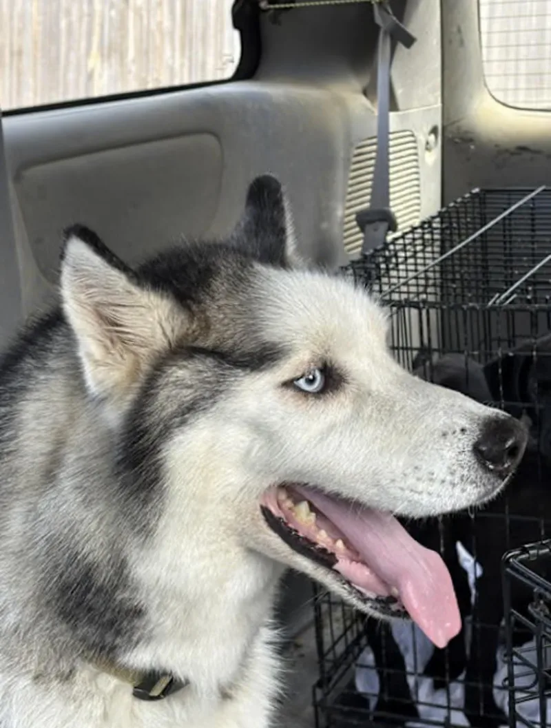 Woofie thumbnail 3