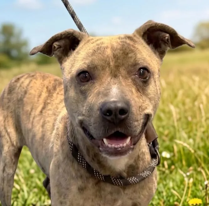 A young medium-sized male Pit Bull Terrier dog named Fable for adoption in Cumming, GA