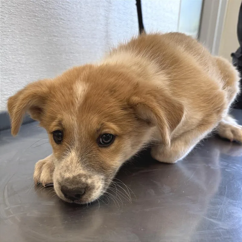 A baby small-sized male Yellow / Tan / Blond / Fawn Mixed Breed dog named Weevil for adoption in Las Cruces, NM