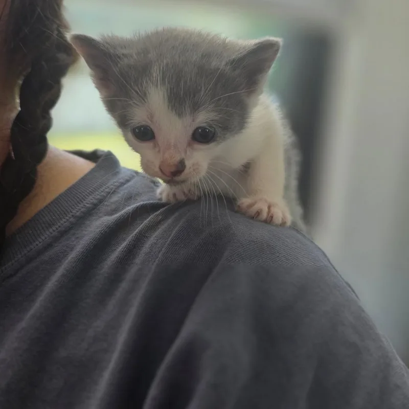 A baby small-sized female White Domestic Short Hair cat named Rey for adoption in Chapel Hill, NC
