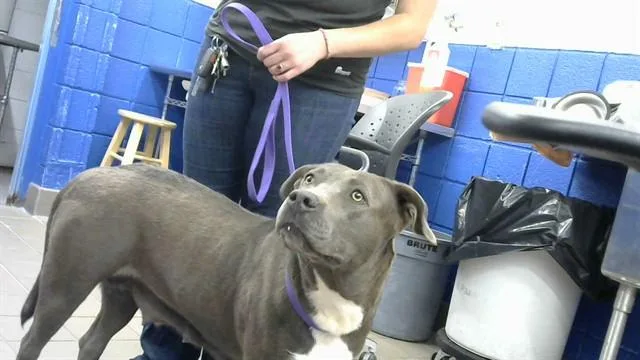 A young medium-sized female Pit Bull Terrier dog named Rose for adoption in Albuquerque, NM