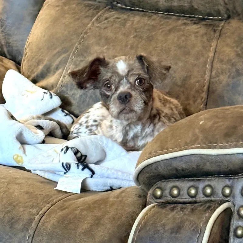 An adult small-sized male Brown / Chocolate Shih Tzu dog named Sid for adoption in Bessemer, AL