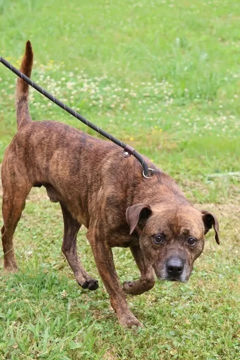 An adult large-sized male Mixed Breed dog named Dizzy for adoption in Columbia, TN