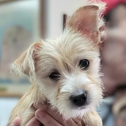 A young small-sized male Yellow / Tan / Blond / Fawn Terrier dog named Wink AKA Toby for adoption in Portsmouth, OH