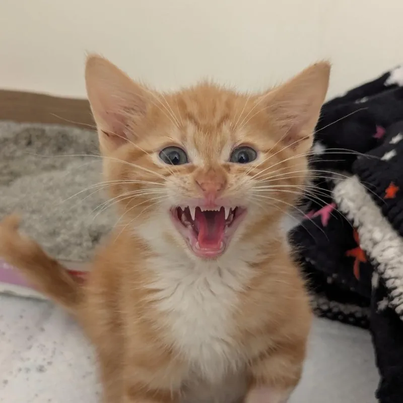 A baby medium-sized male Tabby (Orange / Red) Domestic Short Hair cat named Gummy Worm for adoption in Ocala, FL