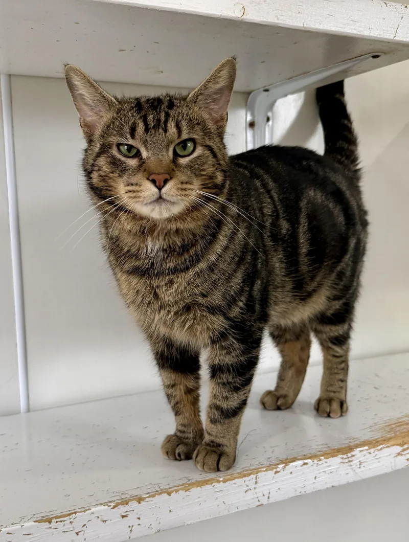 George Mcfly thumbnail 5