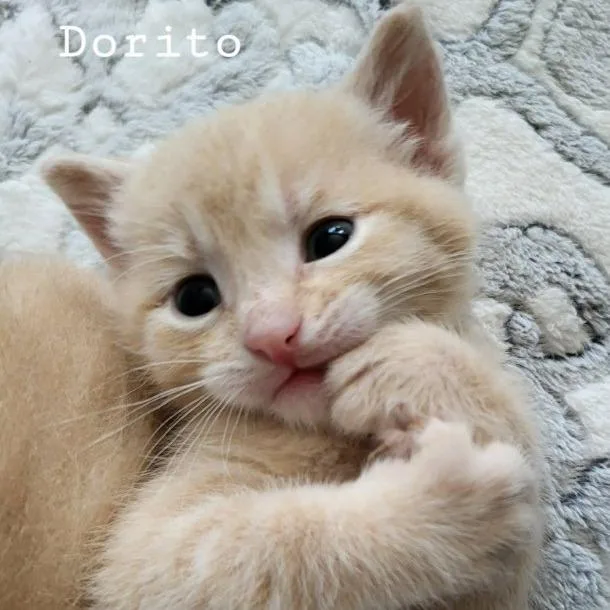 A baby small-sized male Domestic Short Hair cat named Dorito for adoption in Albert Lea, MN