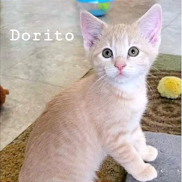 Dorito thumbnail 2