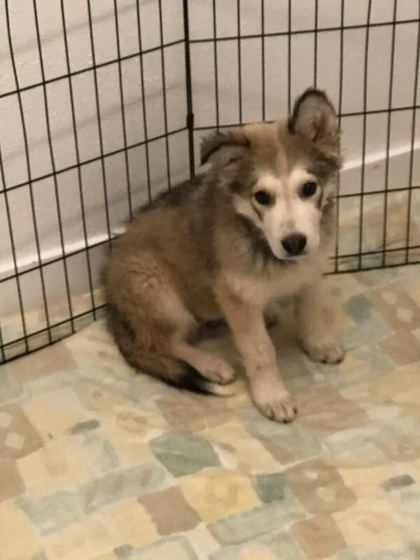A baby large-sized male Gray / Blue / Silver Husky dog named Bandit for adoption in Van Nuys, CA
