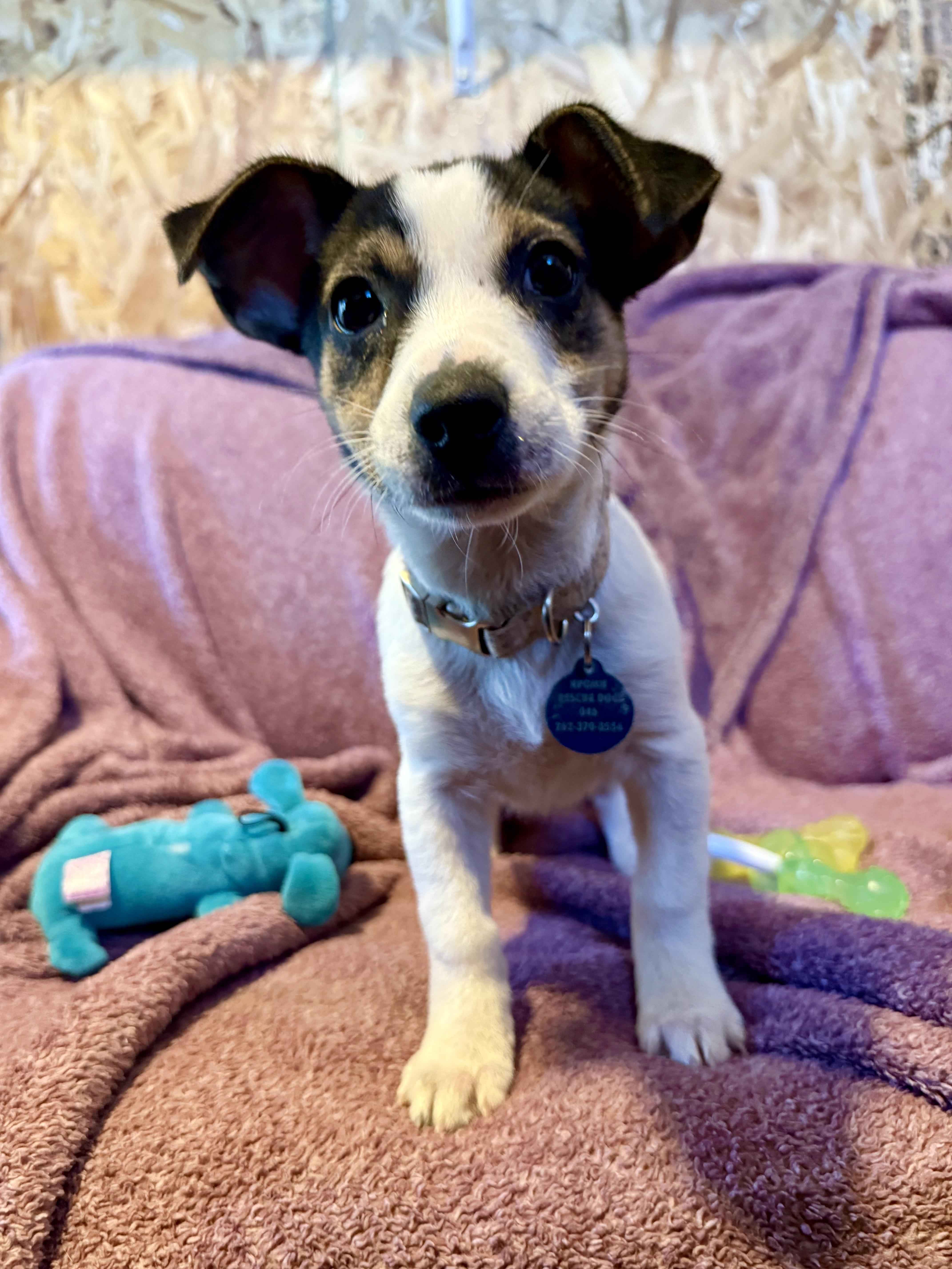 A baby small-sized female Rat Terrier dog named Letty for adoption in Waukesha , WI
