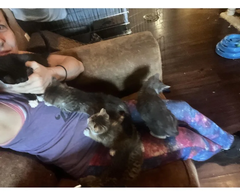 A baby large-sized male Black Bombay cat named Mellow for adoption in Newark valley, NY