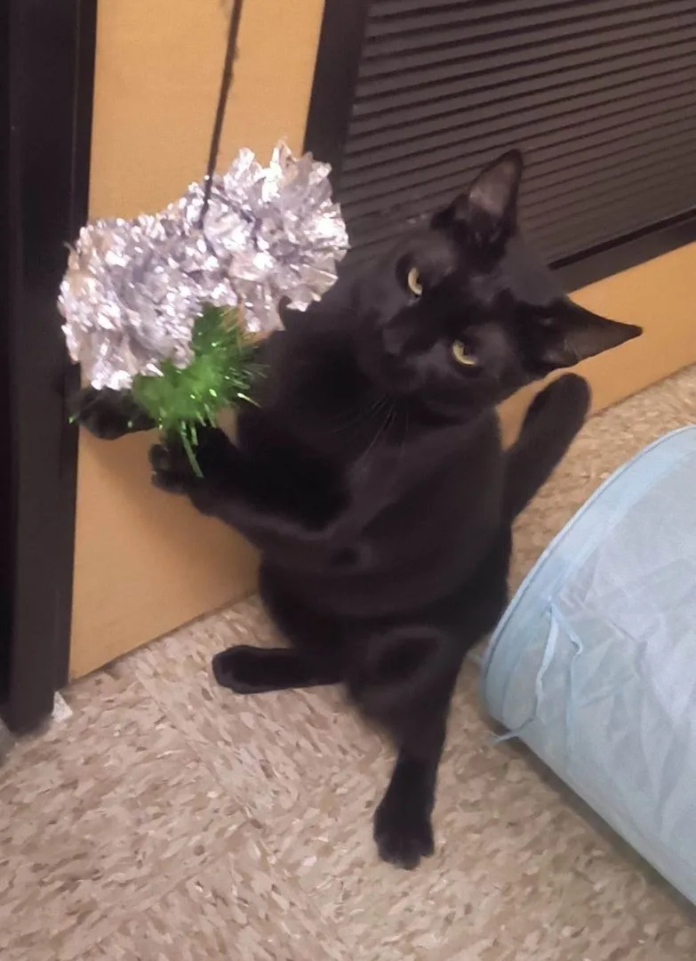 A young medium-sized female Black Bombay cat named Marisol Vera for adoption in HEMET, CA