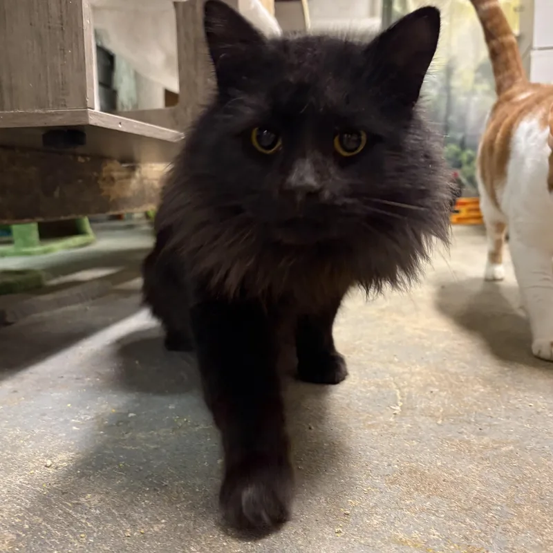 Luigi  Felv+ King! thumbnail 2