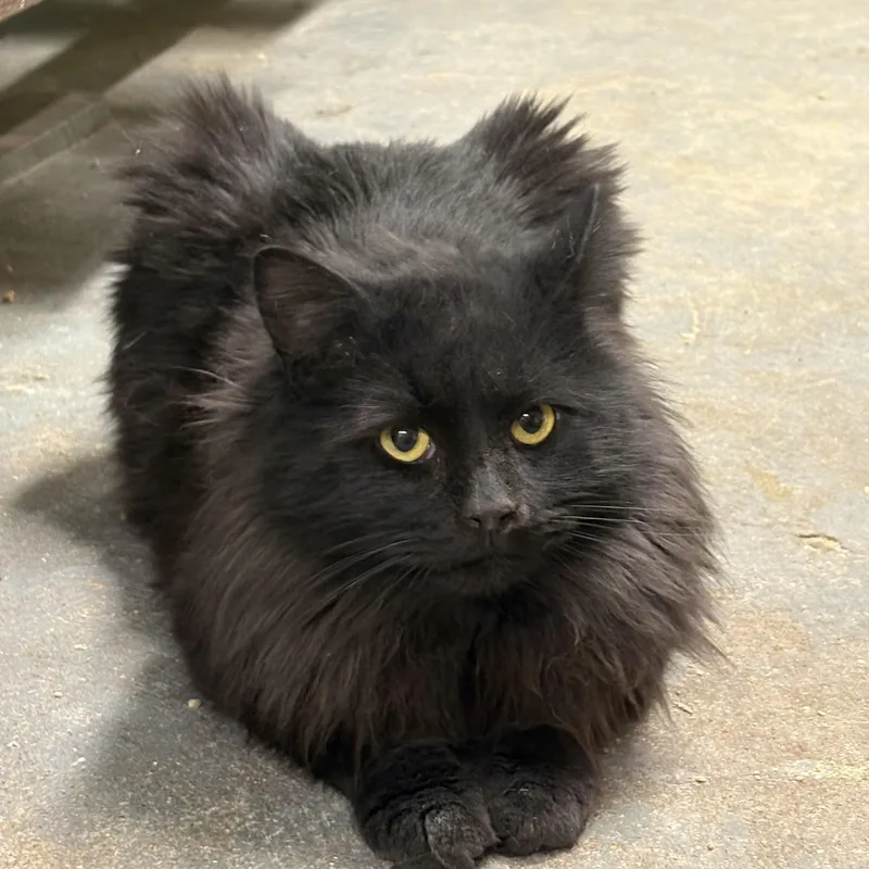 Luigi  Felv+ King! thumbnail 4