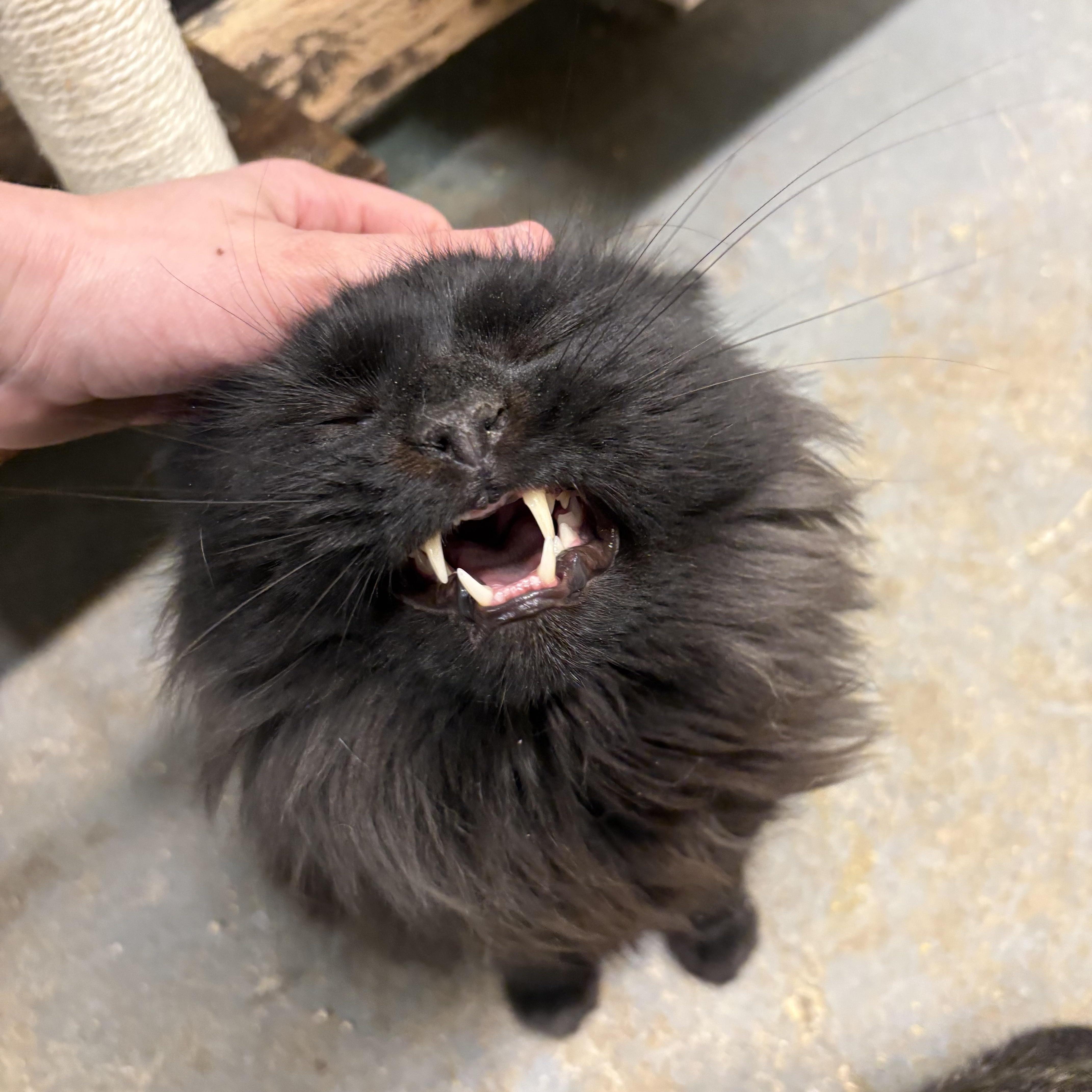 Luigi  Felv+ King! thumbnail 5