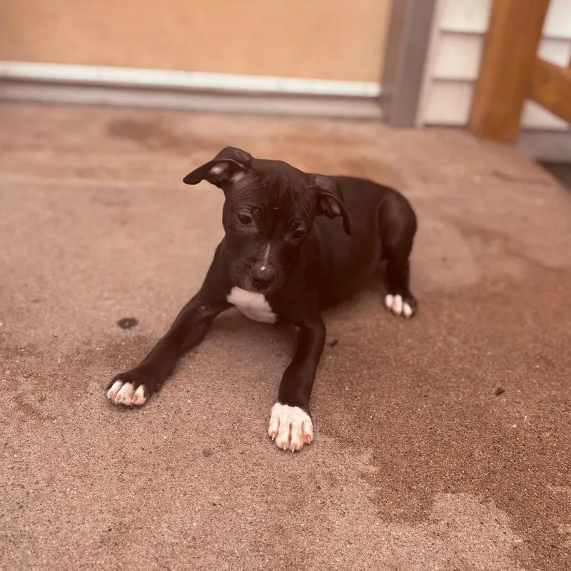A baby medium-sized female Pit Bull Terrier dog named Galette for adoption in Fenton, MI