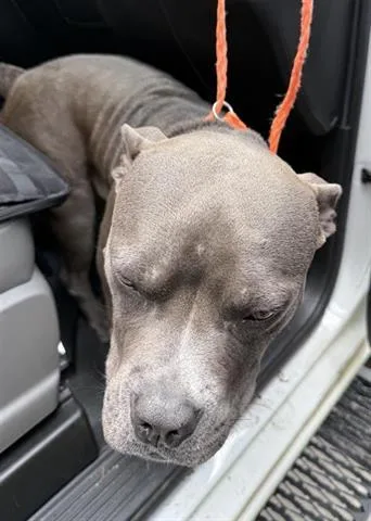 A young medium-sized male Staffordshire Bull Terrier dog named A for adoption in Houston, TX