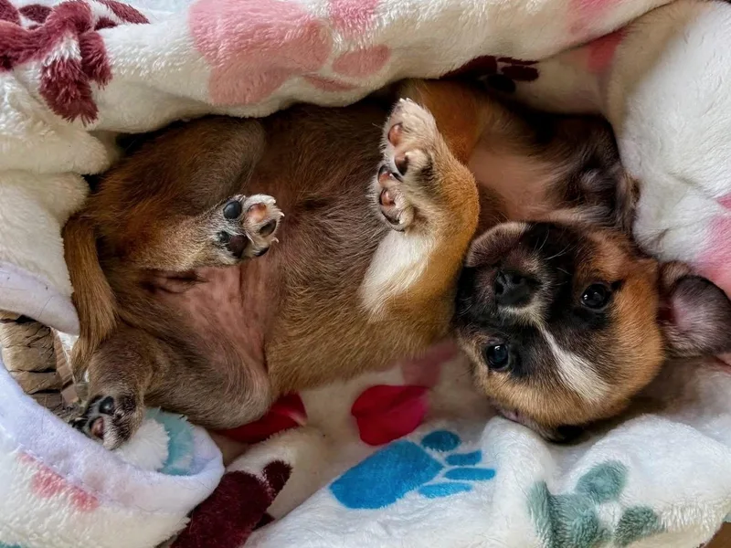 A baby small-sized female Pug dog named Bali for adoption in Richmond, KY