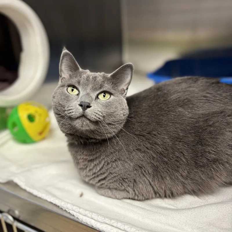 An adult medium-sized female Gray / Blue / Silver Domestic Short Hair cat named Moonlight for adoption in Fargo, ND